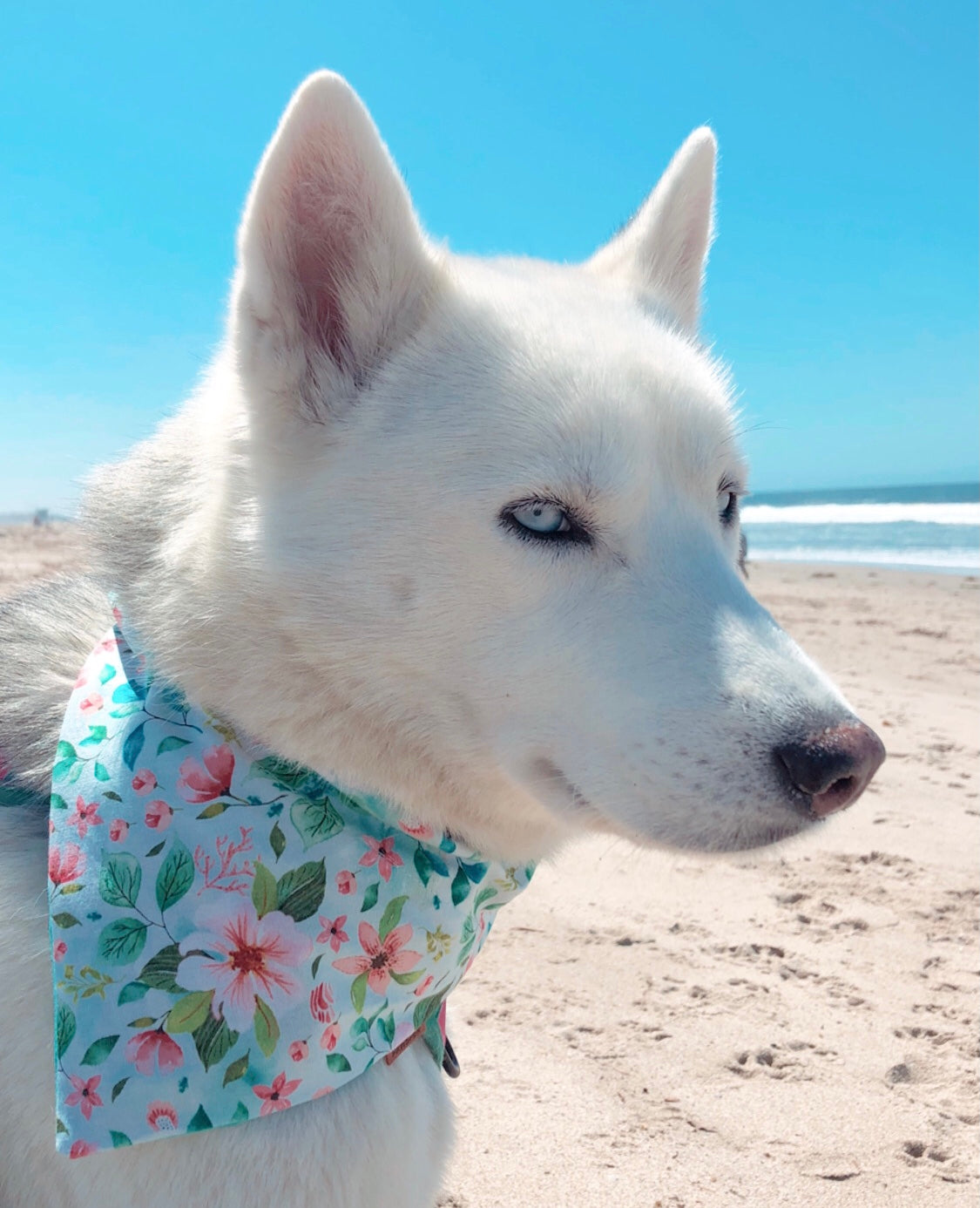 Pet Scarves
