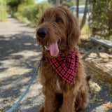 Puppy Plaid Red - Pet Scarf